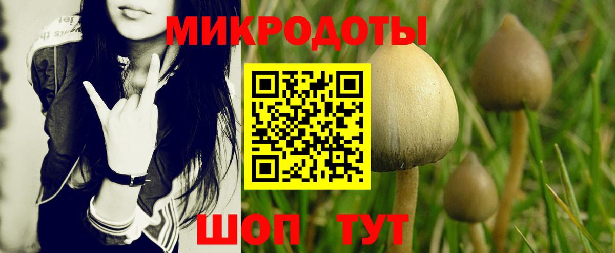 Галлюциногенные грибы Psilocybine cubensis Гулькевичи